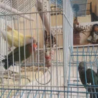 طوطی برزیلی|پرنده|هشتگرد, شهرک المهدی|دیوار