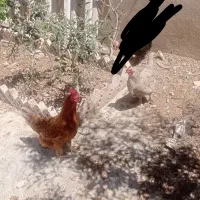 مرغ محلی تخم گذار