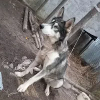 هاسکی اصیل ماده یک ساله|سگ|سنگر, |دیوار