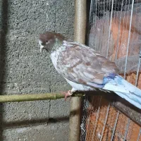 کفتر نر پرشی|پرنده|گوراب زرمیخ, |دیوار