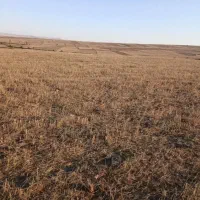 زمین کشاورزی دیمی