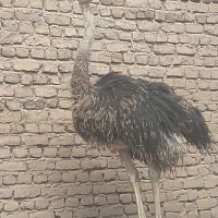 شترمرغ یک عددنرفروشی