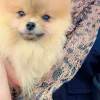 فروش پامر خرسی جذاب|سگ|اردبیل, |دیوار