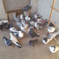 کفتر پرشی جفت ۷۰۰