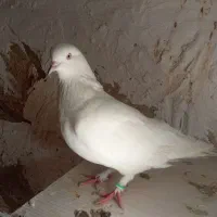 کفتر خوب پرشی|پرنده|قرچک, داوود آباد|دیوار