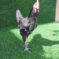 مرغ و خروس نیمچه نژاد اصل استرالوپ|حیوانات مزرعه|کرمانشاه, |دیوار