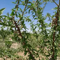 7-هکتار-باغ-مثمر-با-قابلیت-شهرک-تهاتر-کامل