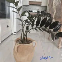 تعدادی گلدان