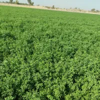 فروش بذر  یونجه محلی کیلو ۱۱۰۰|خدمات باغبانی و درختکاری|بندرعباس, |دیوار