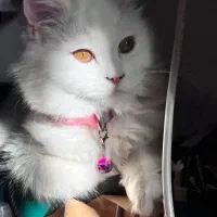 گربه پرشین اسکاتیش جنسیت ماده متولد۱۴۰۱/۶/۱۶