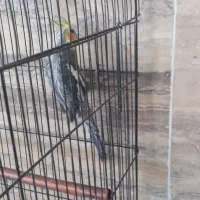 عروس هلندی با قفس