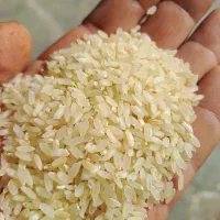 برنج ستان کامفیروز