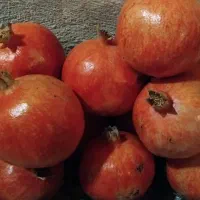 انار پردانه پر آب|خوردنی و آشامیدنی|تربت‌حیدریه, حسنی بالا|دیوار