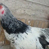 خروس برهما