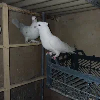 کفتر زیبا پرشی|پرنده|ملارد, |دیوار