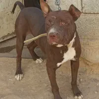 سگ نژاد دار