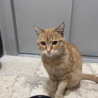 گربه پیدا شده|حیوانات|تهران, هفده شهریور|دیوار
