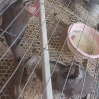 بلدرچین|پرنده|سیب و سوران, |دیوار