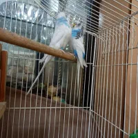 مرغ عشق|پرنده|قم, شاه سید علی|دیوار