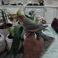 عروسی هلندی نر و ماده بهمراه 3 تا جوجه