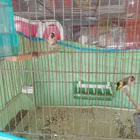 ۳عدد سهره  متولد قفس|پرنده|فردیس, شهرک شهید حسینی|دیوار