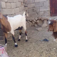گوسفند|حیوانات مزرعه|سیرجان, |دیوار