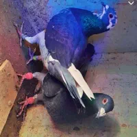 کفتر|حیوانات|بم, |دیوار