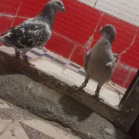 کبوتر