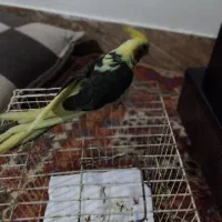 عروس هلندی نر|پرنده|شیروان (خراسان), |دیوار