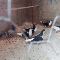 رنگی رنگی|پرنده|قیدار, |دیوار