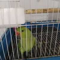 جوجه ملنگو ۴ماهه