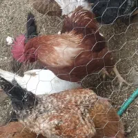 خروس تزیینی خیلی زیبا|پرنده|چادگان, |دیوار