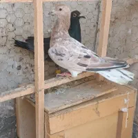 زرد هفت‌رنگ ماده پرتقالی و مگزی خطی