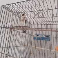 دوعدد سهره نر دوسال قفس
