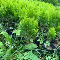 فروش نشا کامیس طلایی|خدمات باغبانی و درختکاری|شیرود, |دیوار