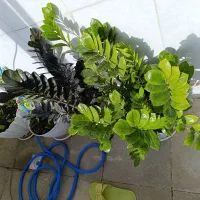 گل زیبا قشنگ به علت جانبودن به فروش میرود|گل و گیاه طبیعی|سنندج, |دیوار