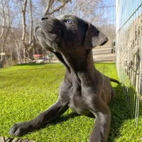 کنکورسو اصیل