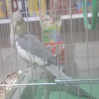 عروس هلندی|پرنده|خرمآباد, |دیوار