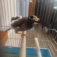 2 مرغ مینا