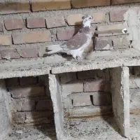 گرگی کاکولی|پرنده|ارومیه, |دیوار