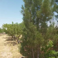 باغچه1500متری سنددار،آببرق،سهیلیه،زعفرانیه،کردان|فروش زمین و ملک کلنگی|کرج, فاز ۲ مهرشهر|دیوار