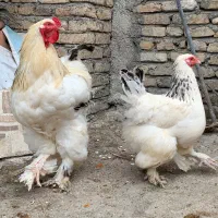 مرغ و خروس برهما