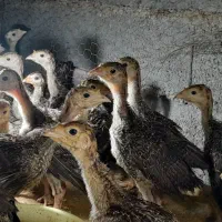 جوجه بوقلمون و جوجه محلی اصیل واکسن خورده