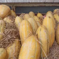 خربزه درجه یک ۲۵تومن