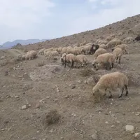 بره پای پروار نروماده
