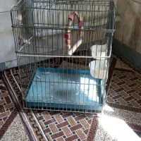 قفس پرنده