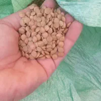 عدس،لوبیا،نخود