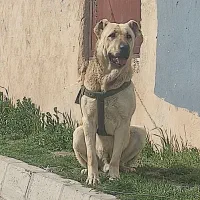 سرابی نر ۲۴ ماهه نسل بز سرخاب ۴ستون بدن سالم