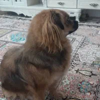 سگ شیتزو|سگ|بندرعباس, |دیوار