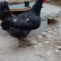 فروش 3عدد مرغ